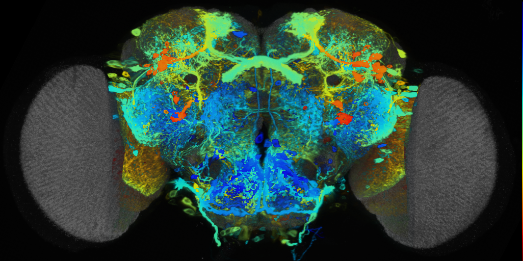 P{VT039787-GAL4} expression pattern