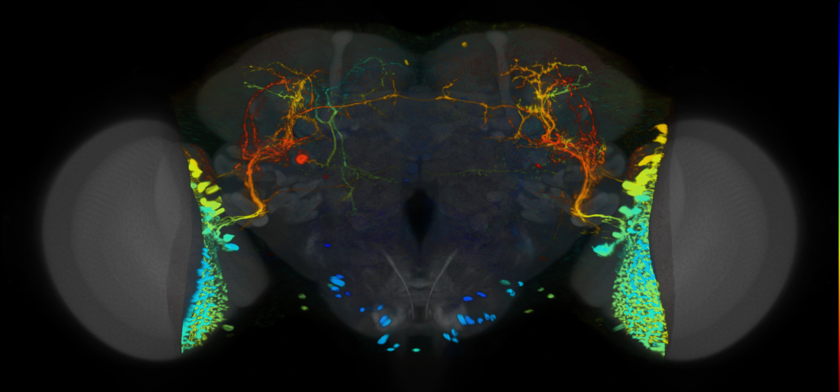 P{VT039957-GAL4} expression pattern