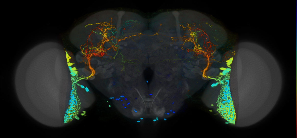 P{VT039957-GAL4} expression pattern