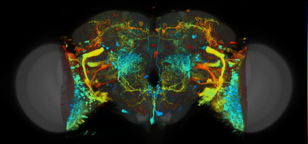 P{VT039962-GAL4} expression pattern