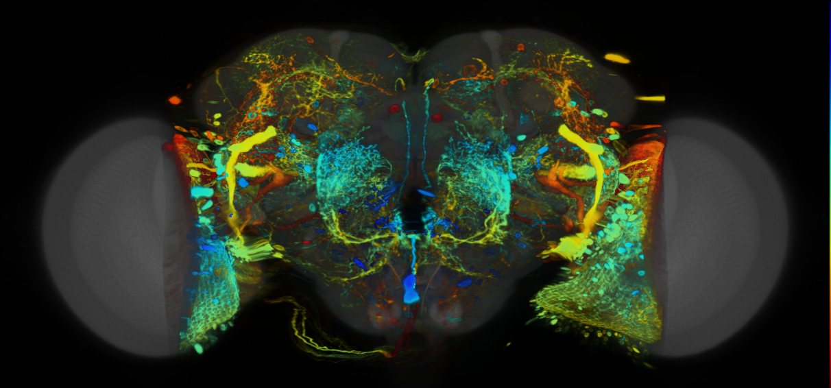 P{VT039962-GAL4} expression pattern