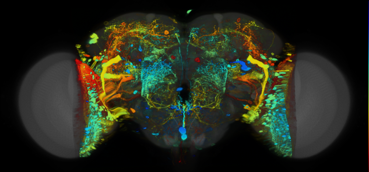 P{VT039962-GAL4} expression pattern