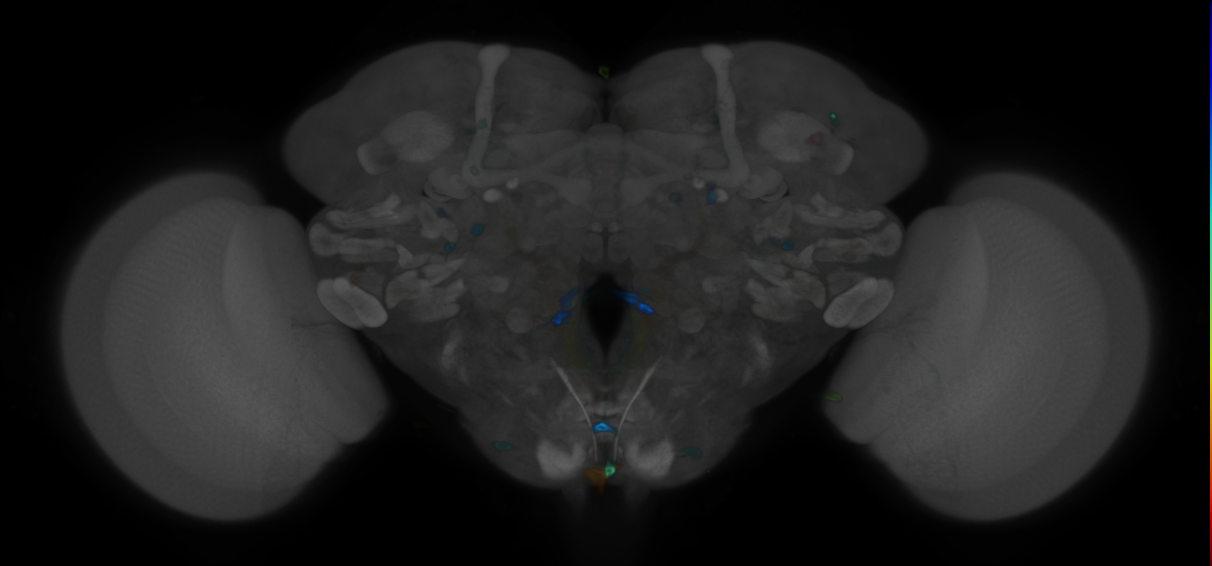 P{VT040004-GAL4} expression pattern