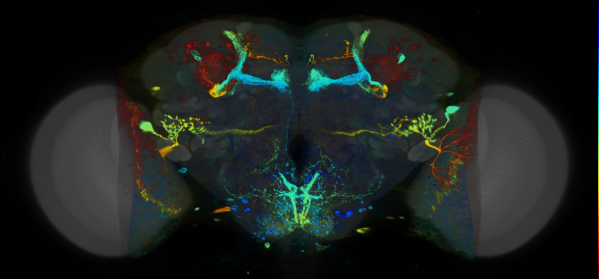 P{VT040034-GAL4} expression pattern