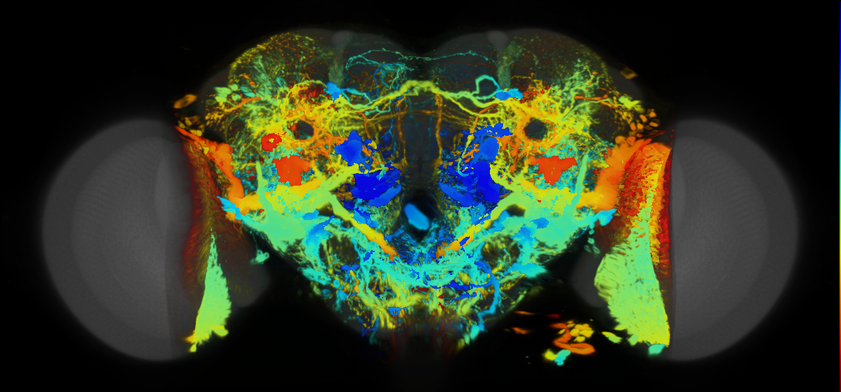 P{VT040056-GAL4} expression pattern