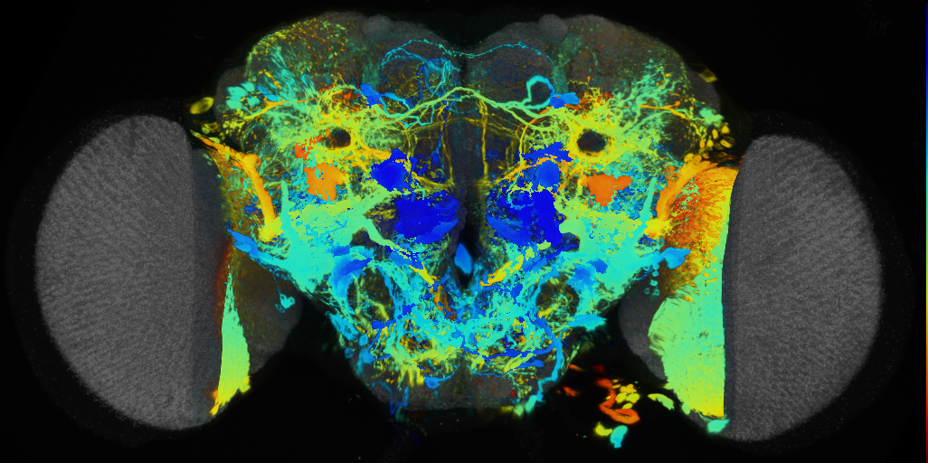 P{VT040056-GAL4} expression pattern