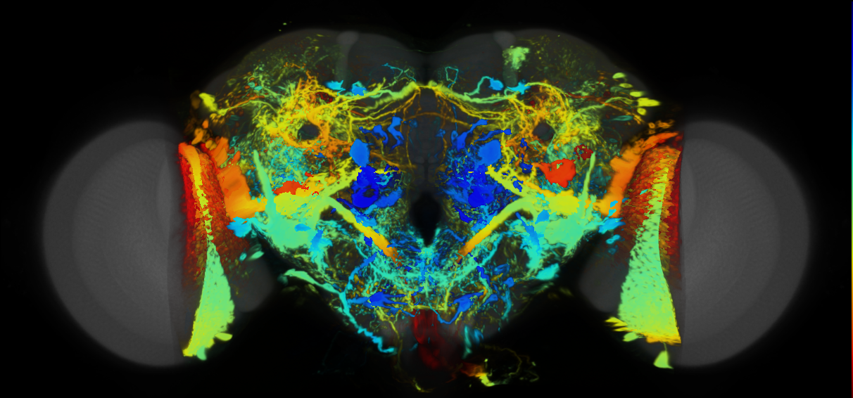 P{VT040056-GAL4} expression pattern