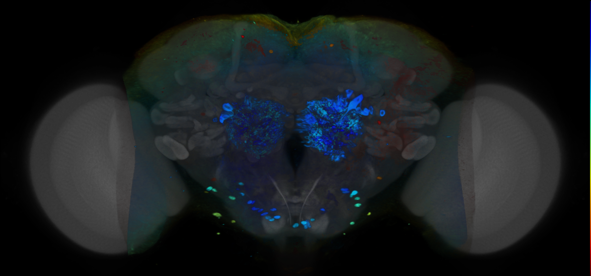 P{VT040175-GAL4} expression pattern