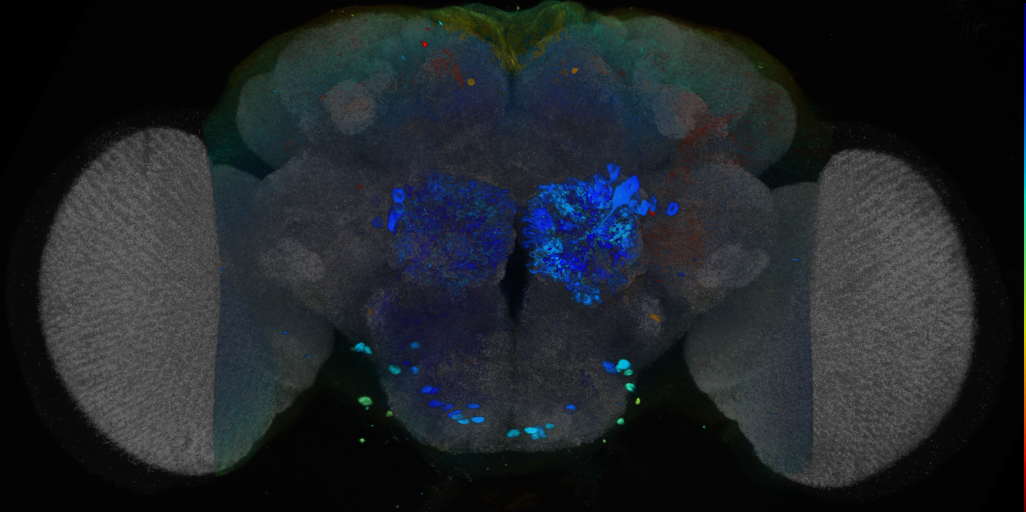 P{VT040175-GAL4} expression pattern
