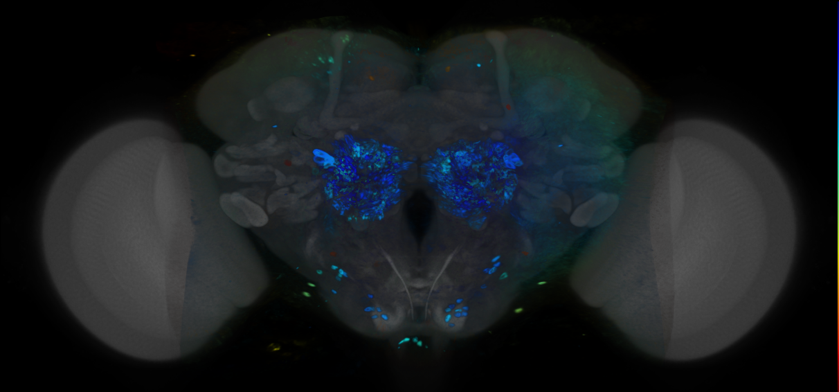 P{VT040175-GAL4} expression pattern