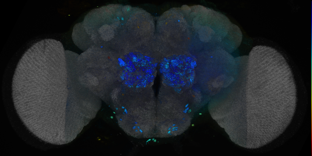 P{VT040175-GAL4} expression pattern