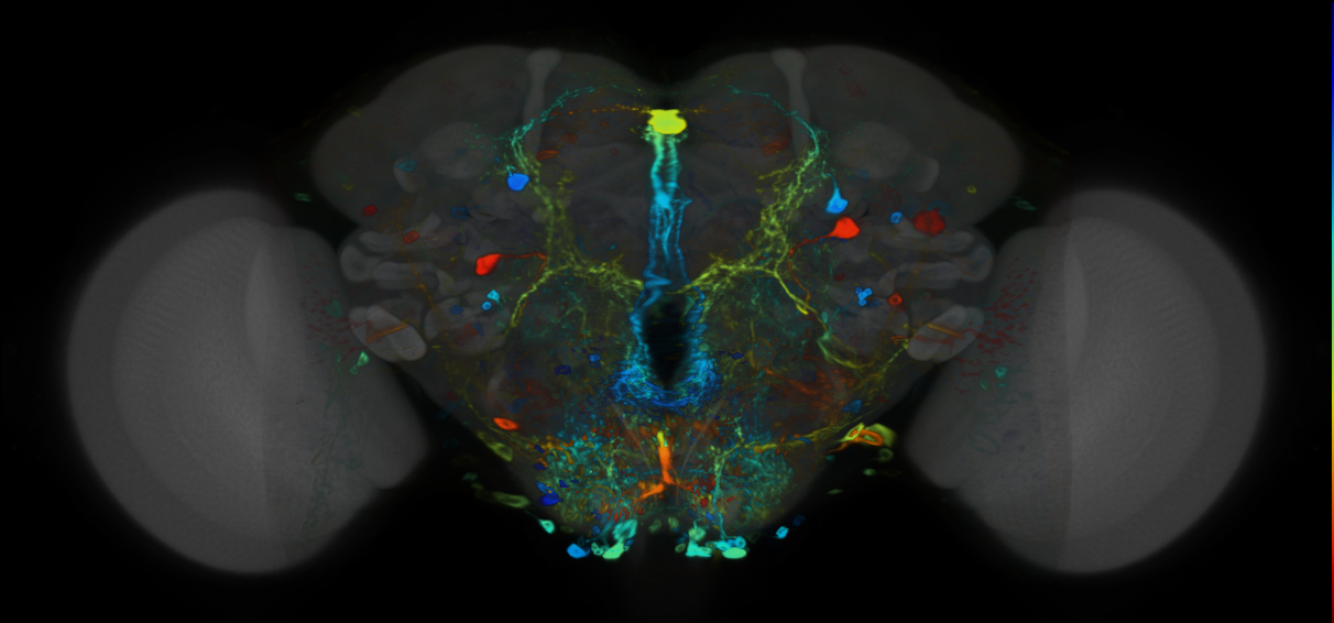 P{VT040346-GAL4} expression pattern