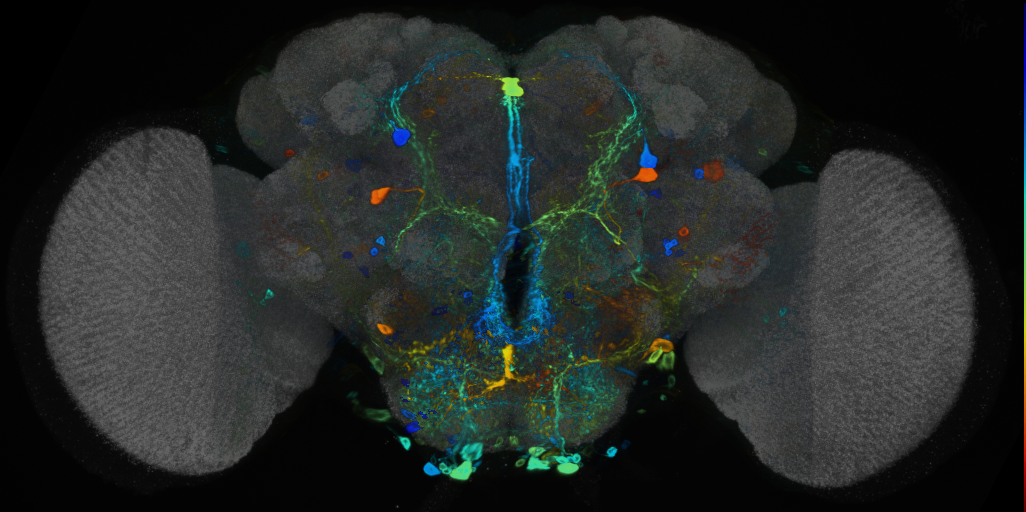 P{VT040346-GAL4} expression pattern