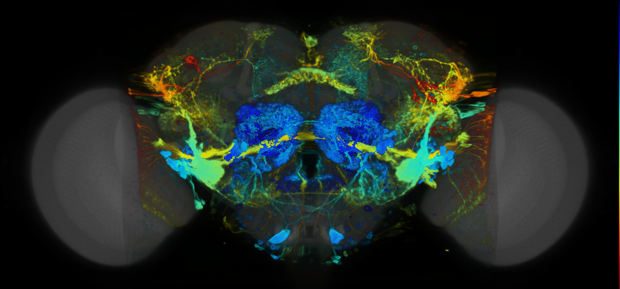 P{VT040360-GAL4} expression pattern