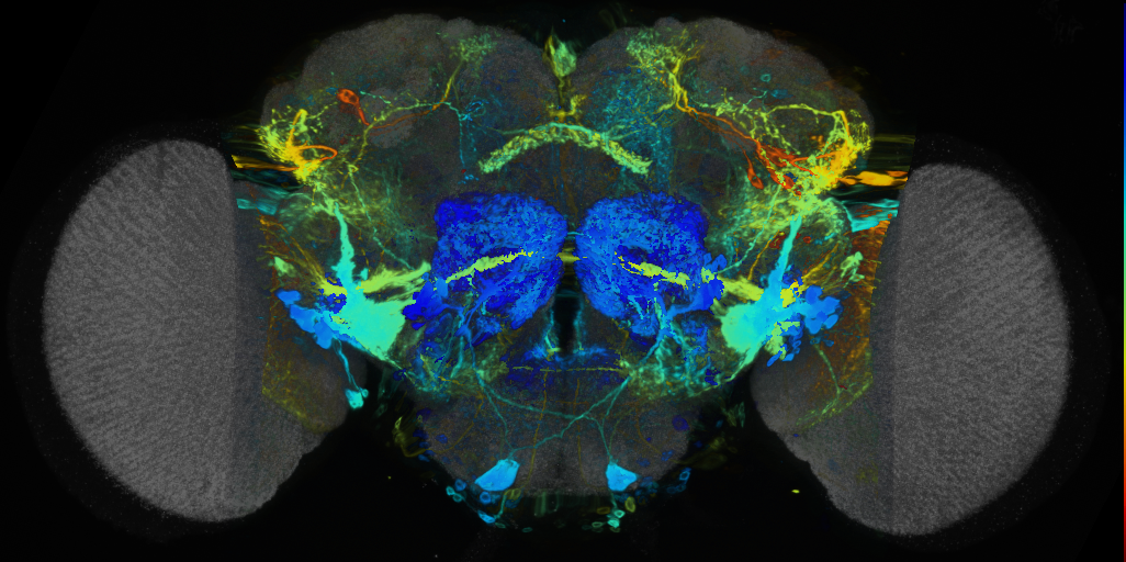 P{VT040360-GAL4} expression pattern
