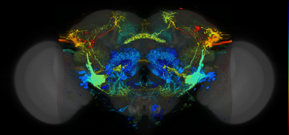 P{VT040360-GAL4} expression pattern
