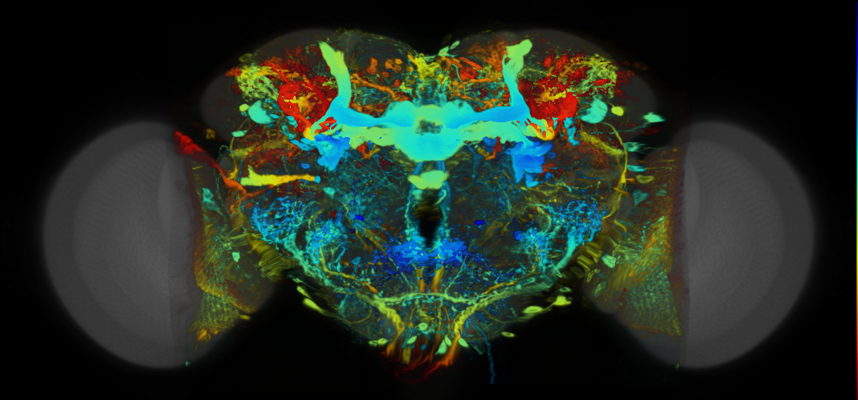 P{VT040557-GAL4} expression pattern