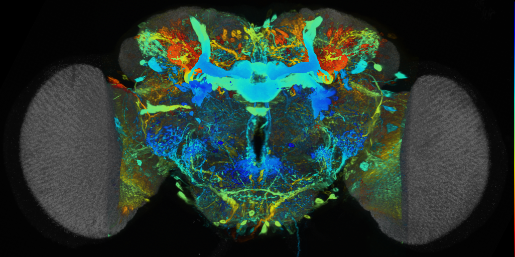 P{VT040557-GAL4} expression pattern