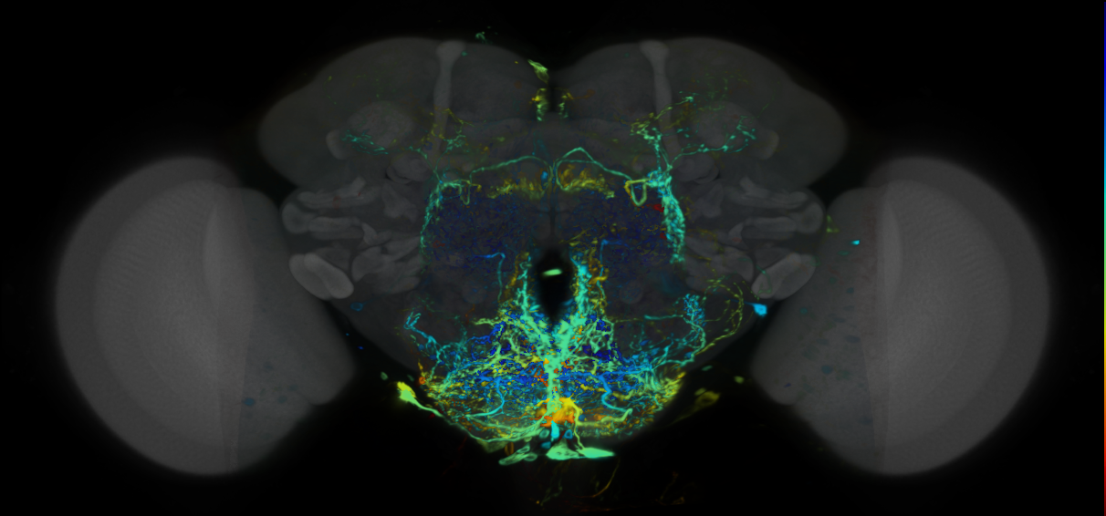 P{VT040560-GAL4} expression pattern