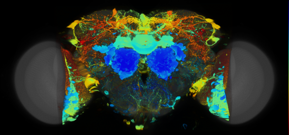 P{VT040563-GAL4} expression pattern