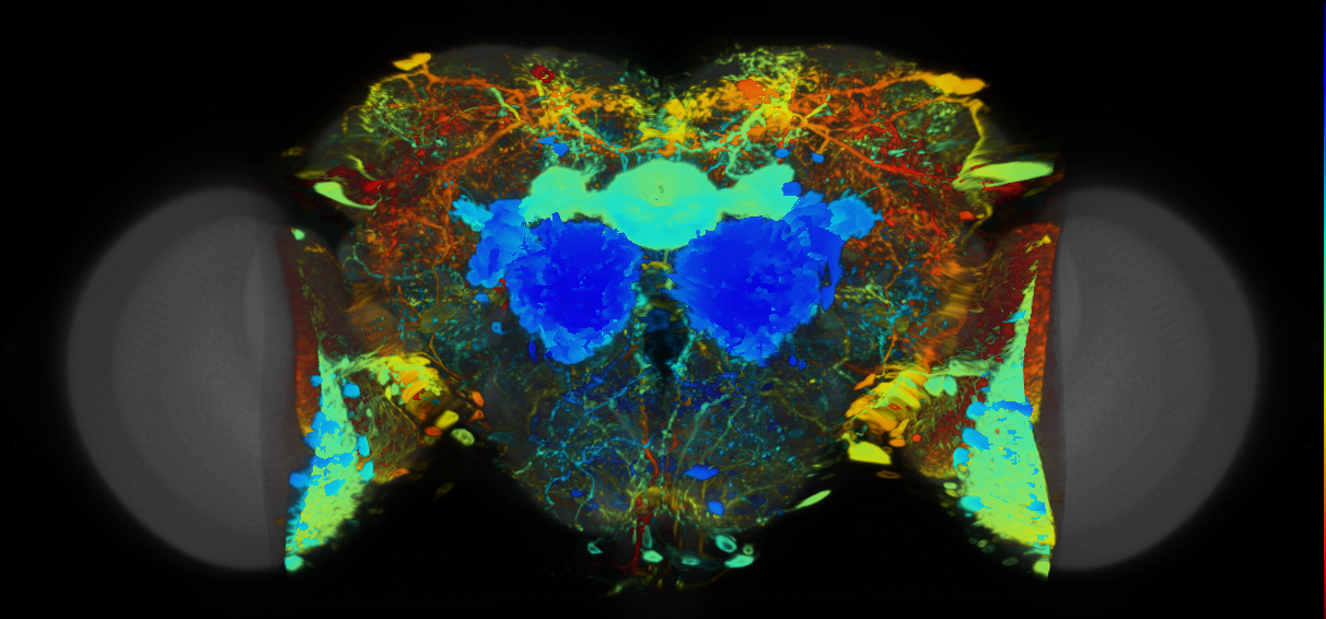 P{VT040563-GAL4} expression pattern
