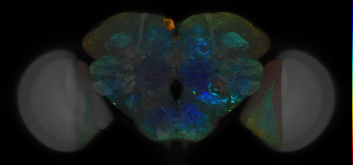 P{VT040584-GAL4} expression pattern