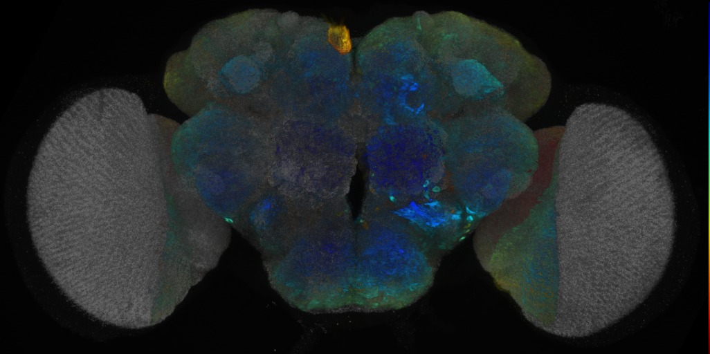 P{VT040584-GAL4} expression pattern