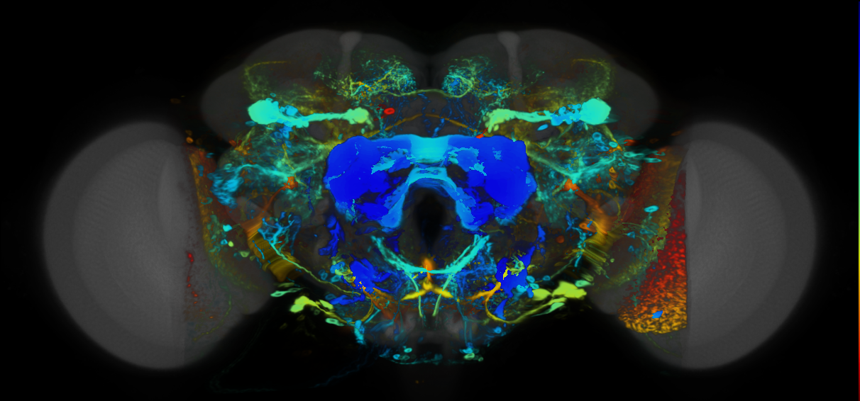 P{VT040711-GAL4} expression pattern