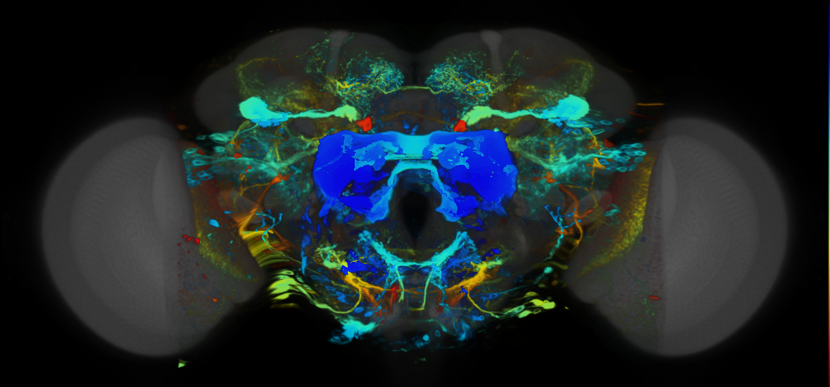 P{VT040711-GAL4} expression pattern