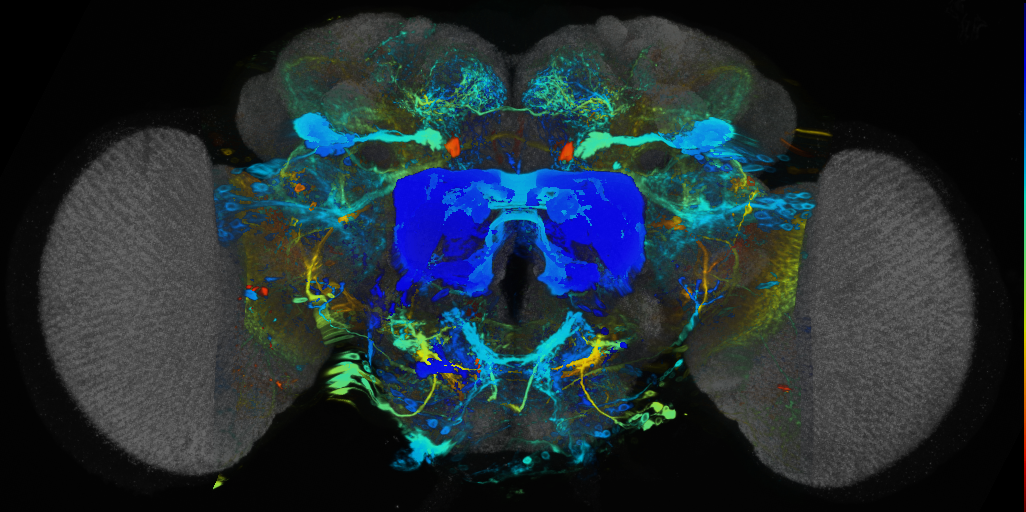 P{VT040711-GAL4} expression pattern