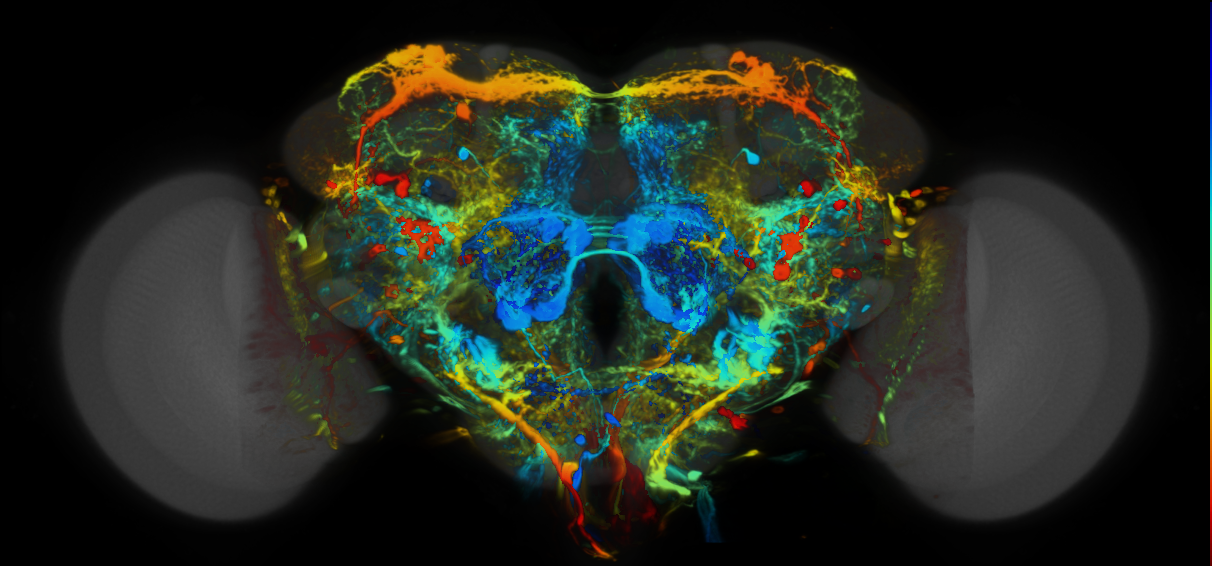 P{VT040747-GAL4} expression pattern
