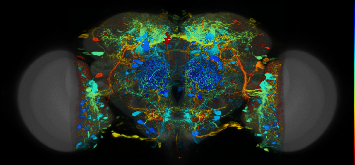 P{VT040762-GAL4} expression pattern