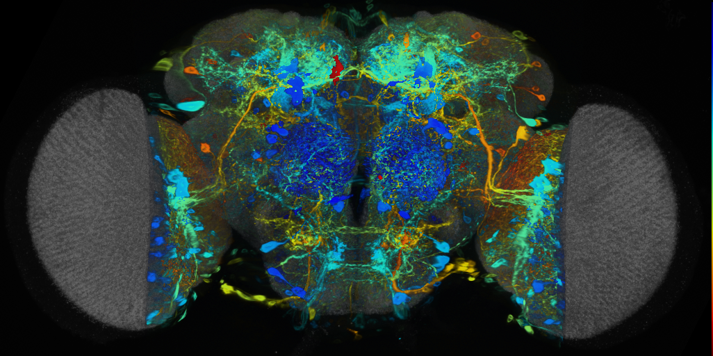 P{VT040762-GAL4} expression pattern
