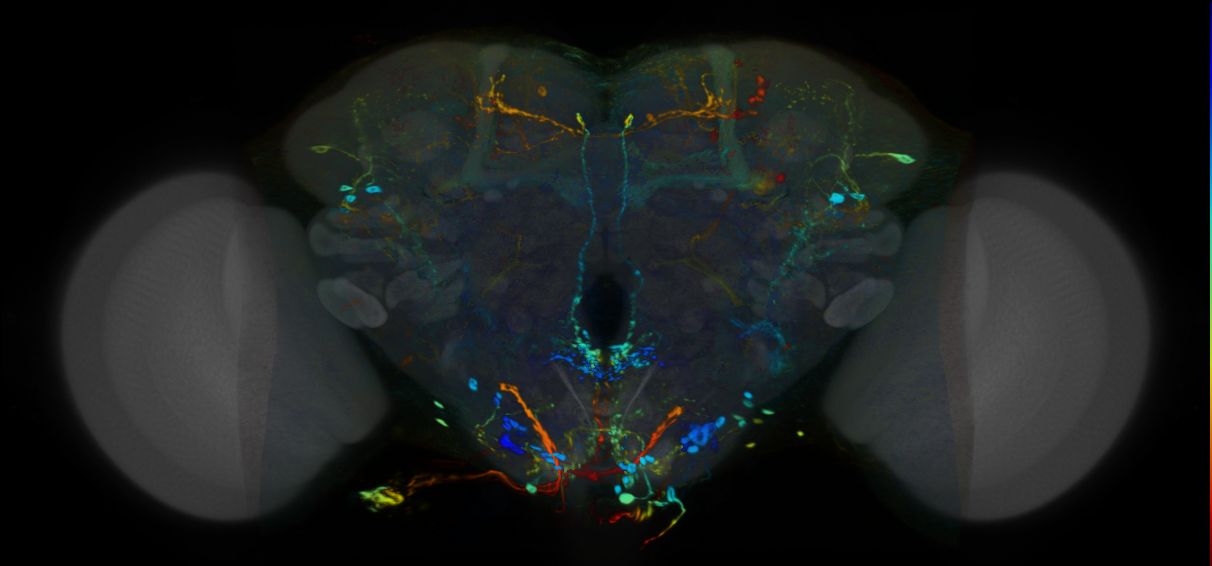 P{VT040836-GAL4} expression pattern