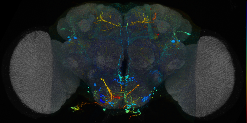 P{VT040836-GAL4} expression pattern