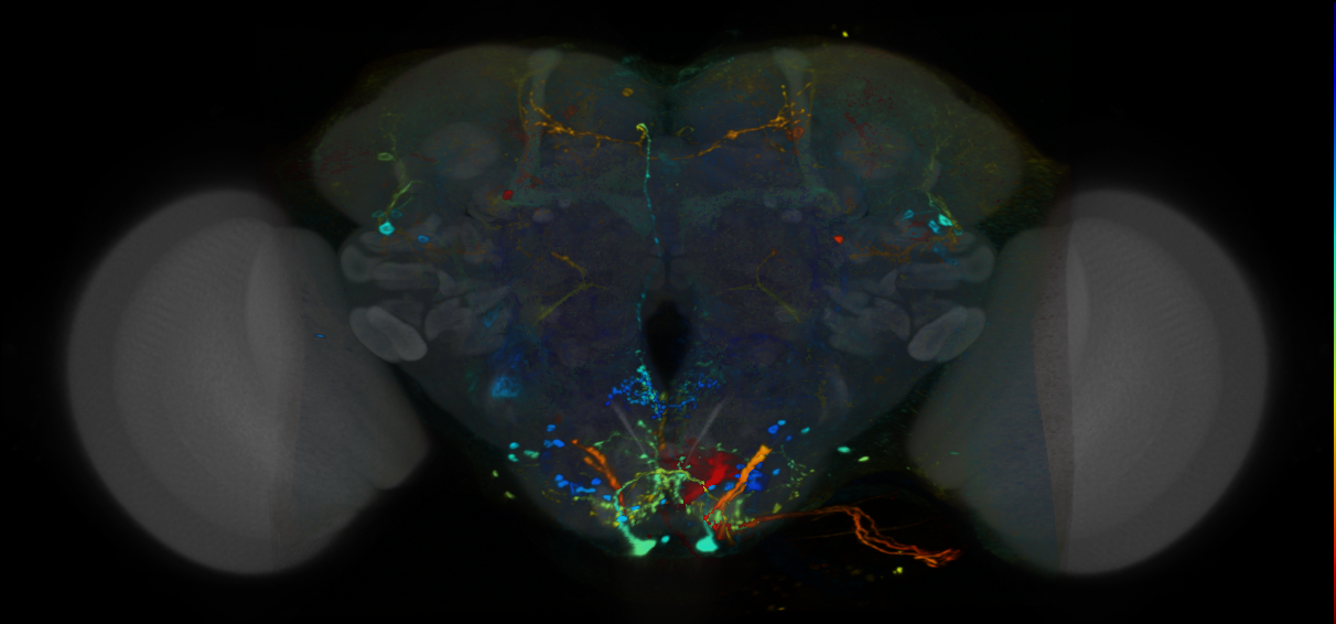 P{VT040836-GAL4} expression pattern