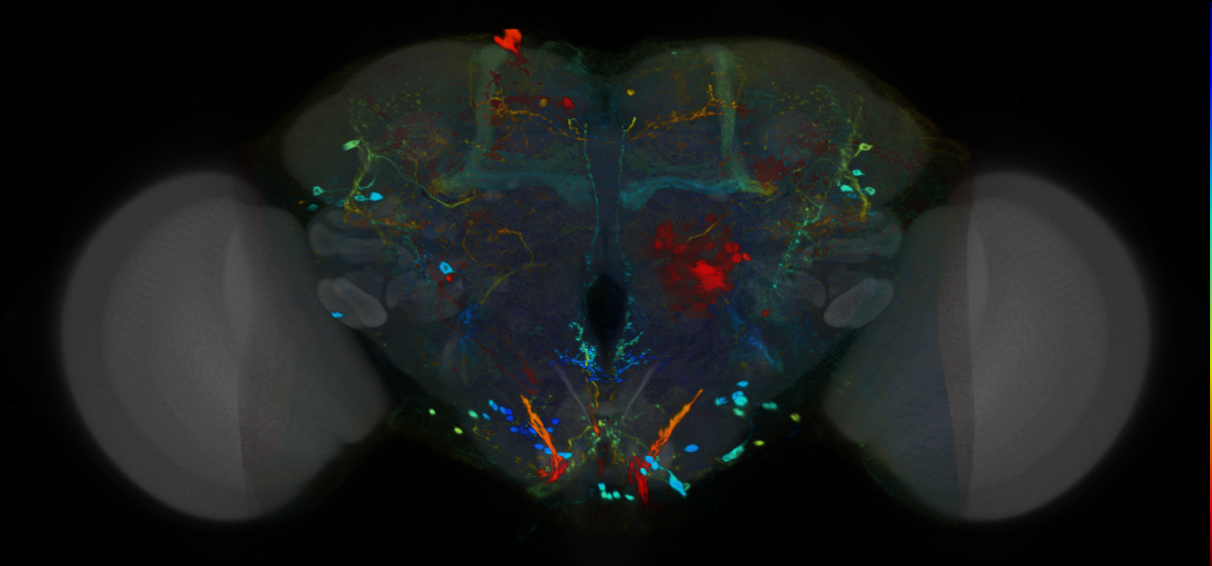 P{VT040836-GAL4} expression pattern