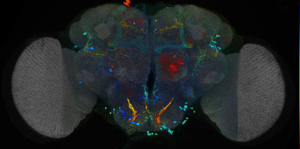 P{VT040836-GAL4} expression pattern