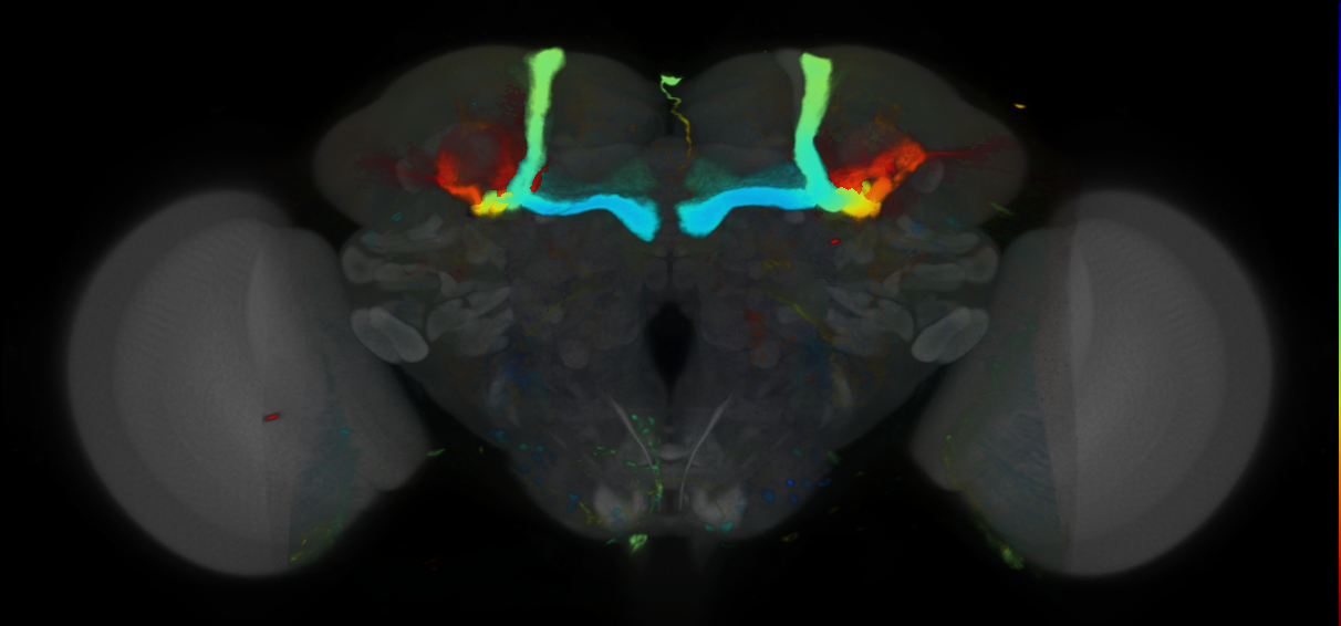 P{VT040837-GAL4} expression pattern