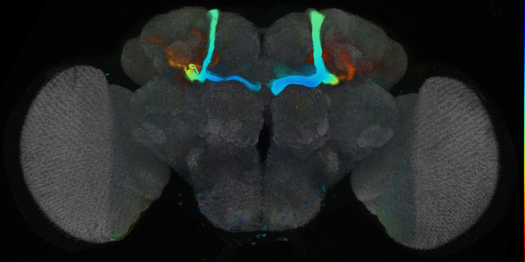 P{VT040837-GAL4} expression pattern