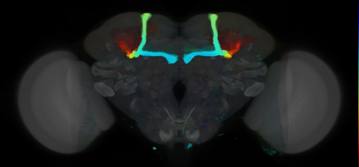 P{VT040837-GAL4} expression pattern