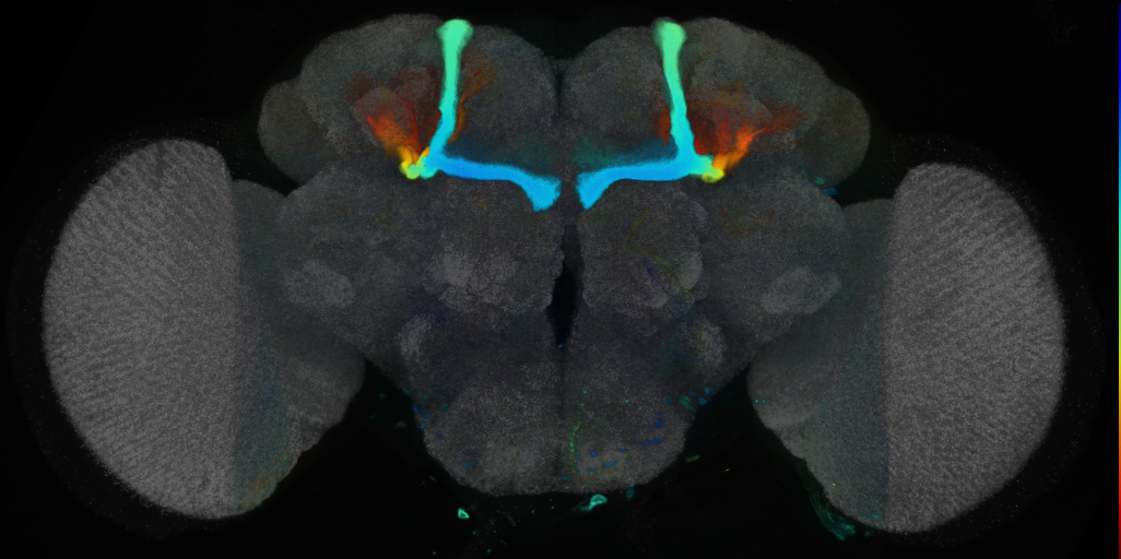 P{VT040837-GAL4} expression pattern