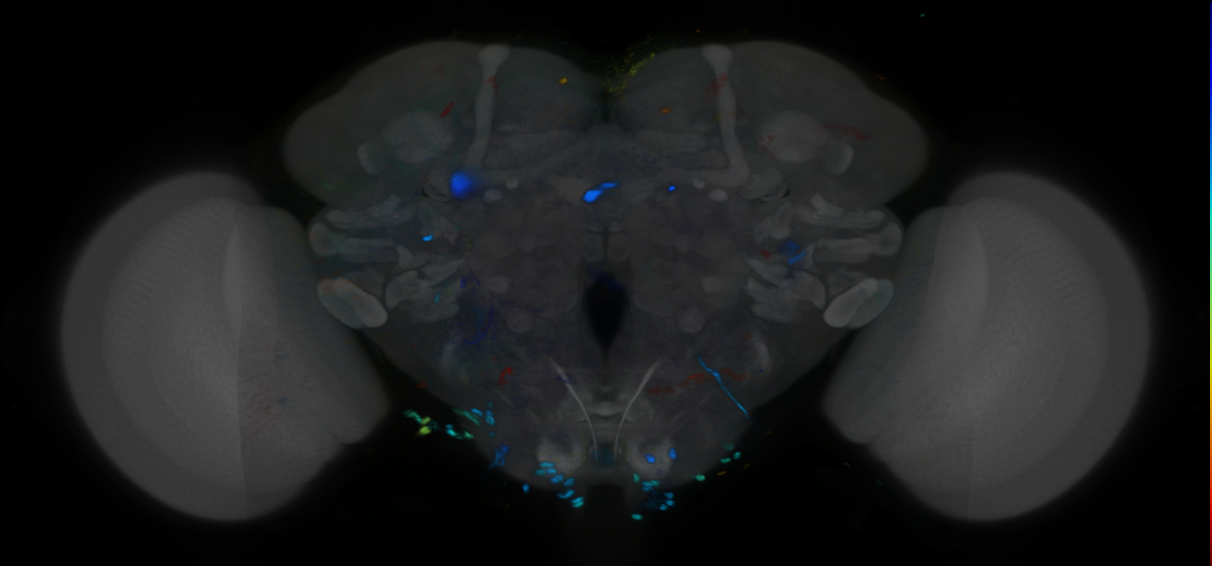 P{VT040917-GAL4} expression pattern