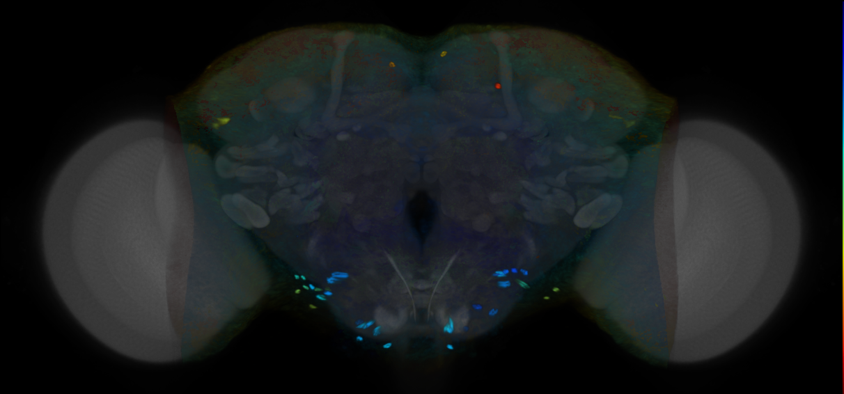 P{VT040918-GAL4} expression pattern