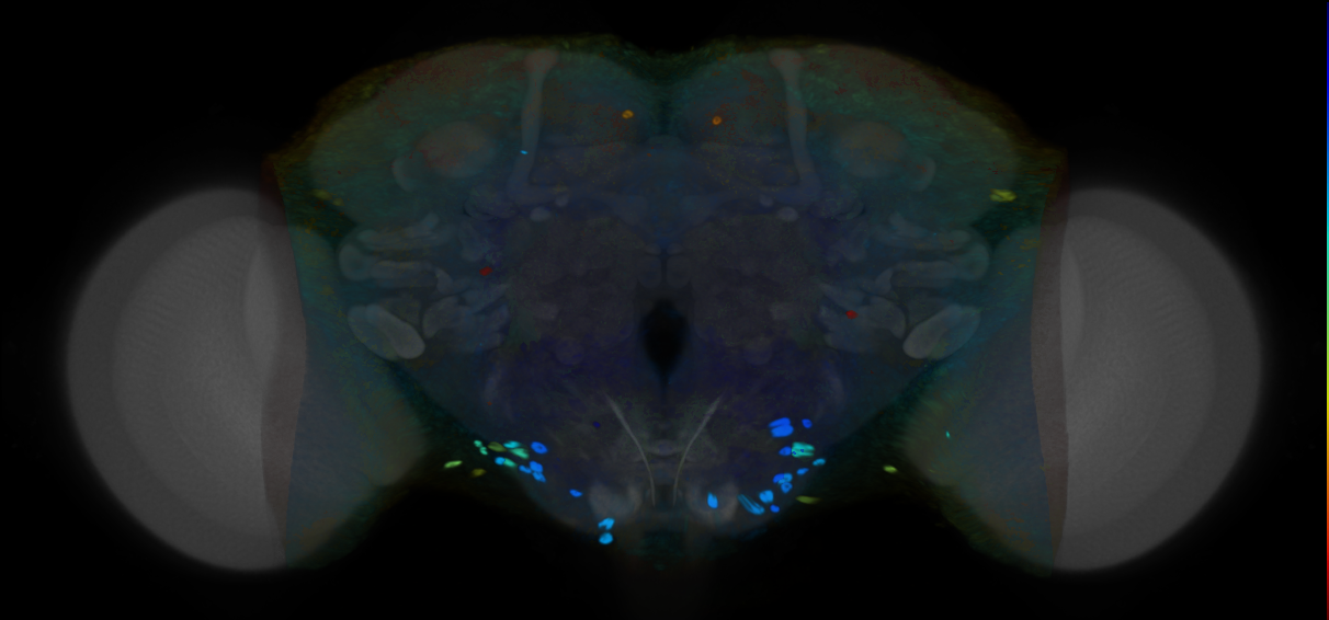 P{VT040918-GAL4} expression pattern