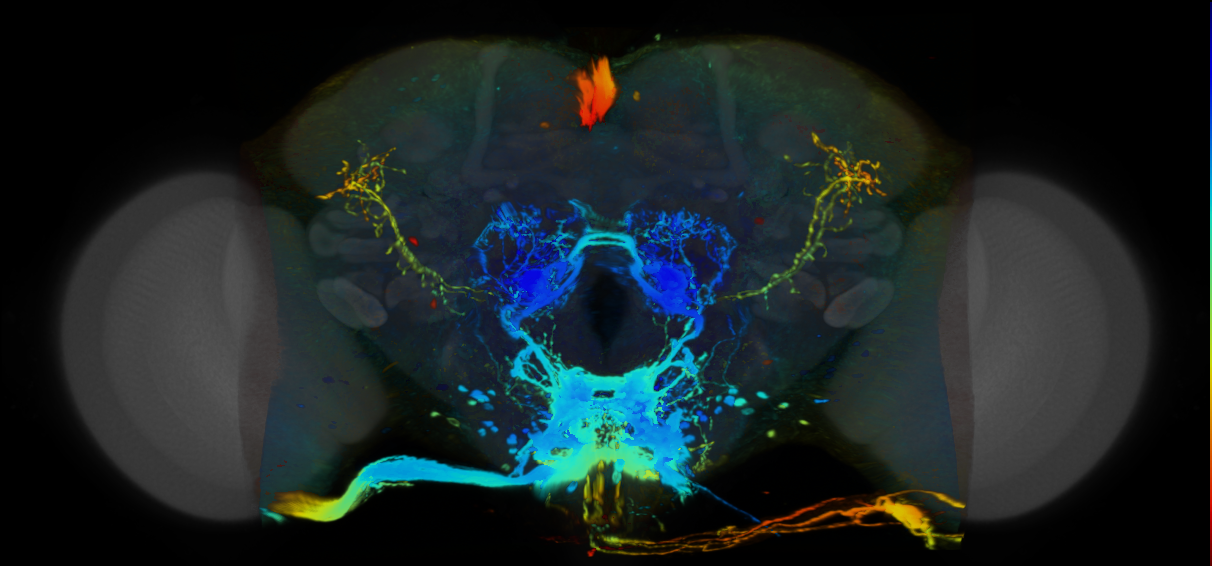 P{VT041287-GAL4} expression pattern
