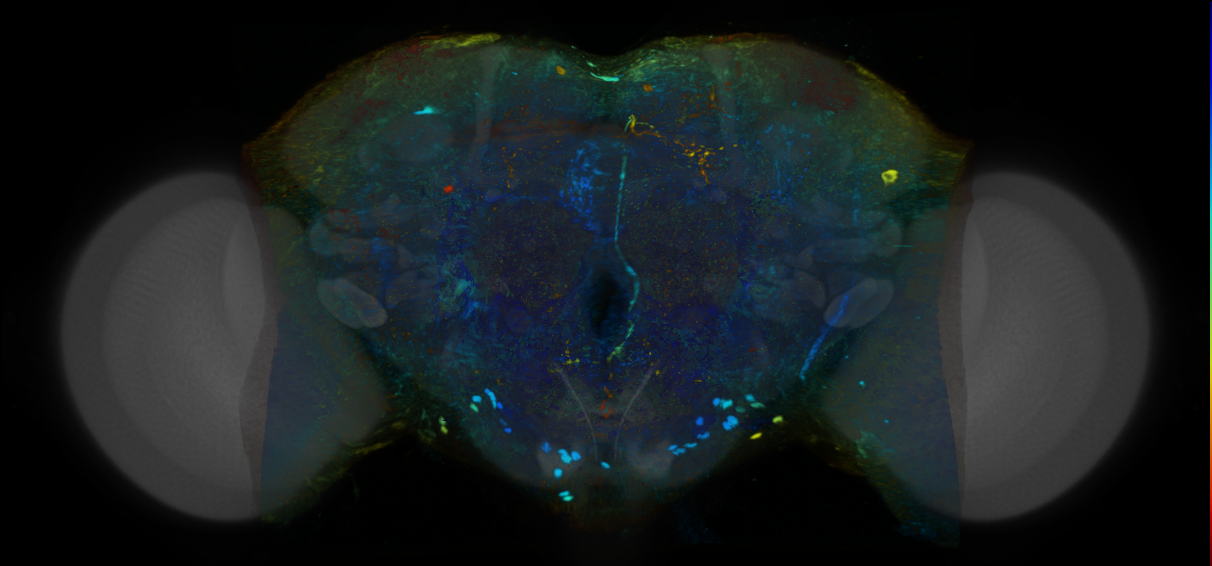P{VT041294-GAL4} expression pattern