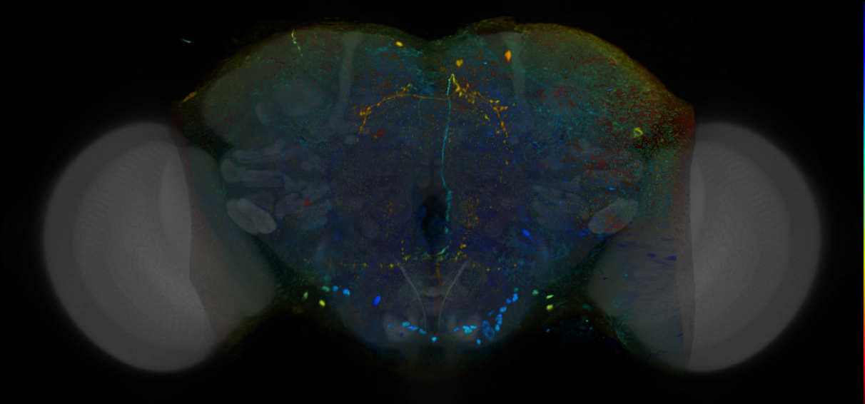 P{VT041294-GAL4} expression pattern
