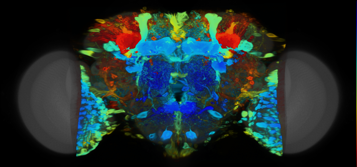 P{VT041296-GAL4} expression pattern