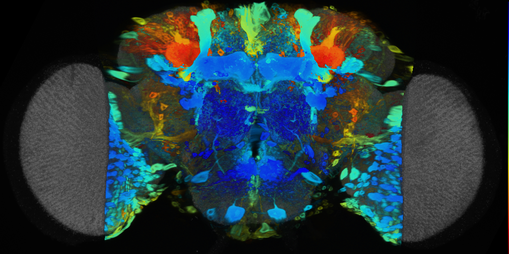 P{VT041296-GAL4} expression pattern